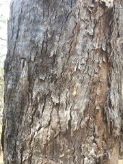 Eucalyptus banksii
