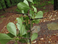 Crataegus berberifolia