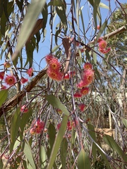 Eucalyptus caesia