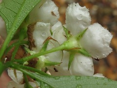 Crataegus berberifolia