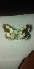 Acontia melanura