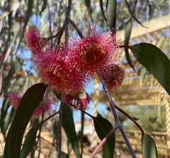 Eucalyptus caesia