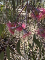 Eucalyptus caesia