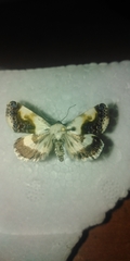 Acontia melanura