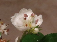 Crataegus berberifolia