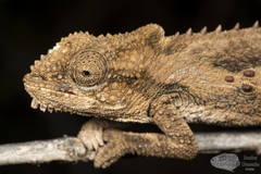 Bradypodion ventrale