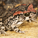 True Toads - Photo (c) Courtney Hundermark, some rights reserved (CC BY-NC), uploaded by Courtney Hundermark