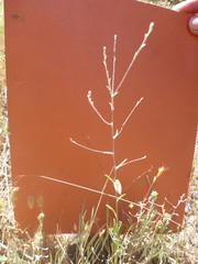Lessingia micradenia