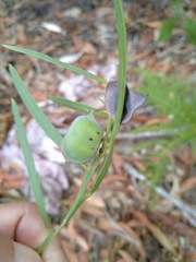 Acacia suaveolens