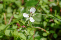 Geranium wilfordii