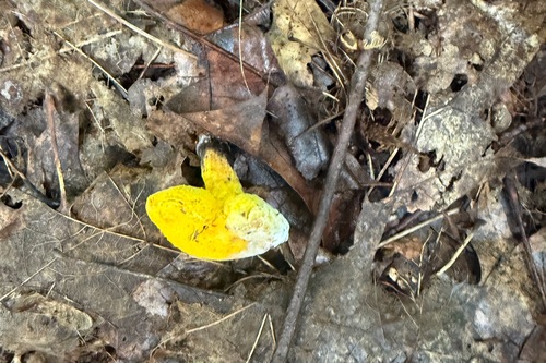 Agaricales