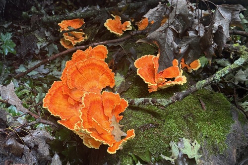 Laetiporus sulphureus