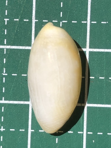 Aliculastrum cylindricum