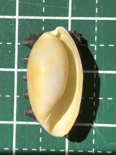 Aliculastrum cylindricum