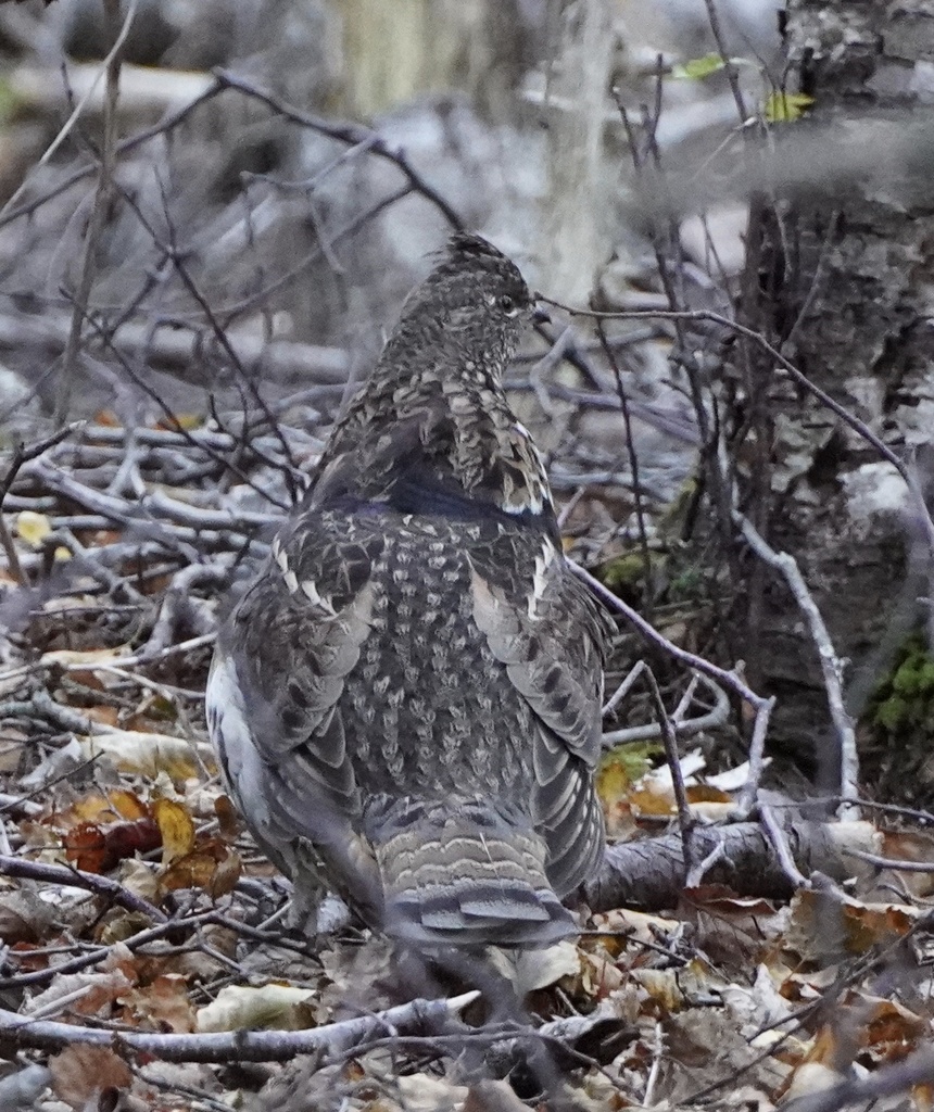 Ruffed Grouse from Cape Breton Highlands National Park, NS, CA on ...
