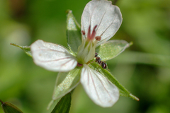 Geranium wilfordii