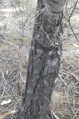 Allocasuarina rupicola