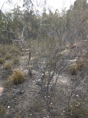 Allocasuarina rupicola