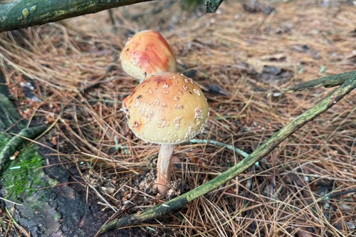 Amanita amerirubescens group