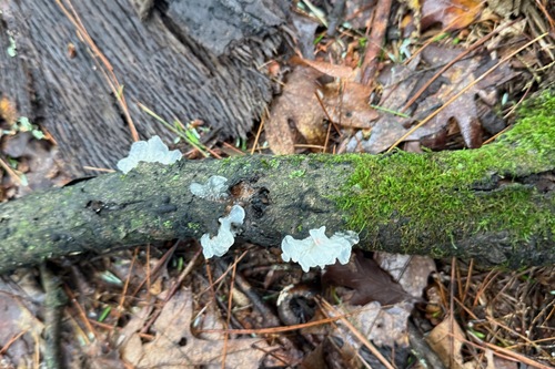 Tremella fuciformis