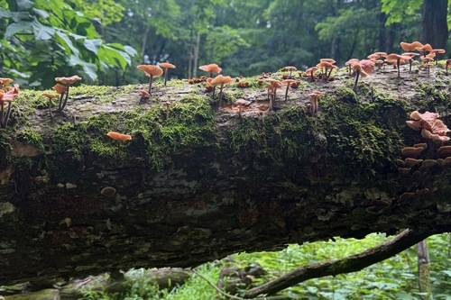 Xeromphalina kauffmanii