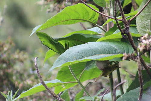 Black-crested Warbler (Myiothlypis nigrocristata), photo 6