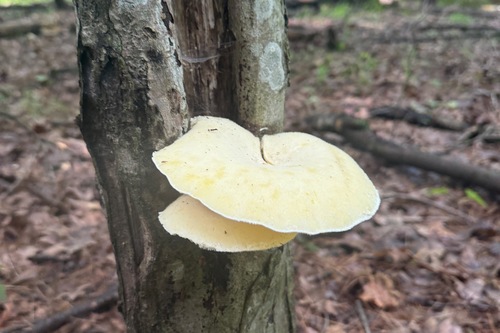 Pleurotus levis
