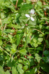 Geranium wilfordii
