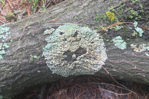 Punctelia
