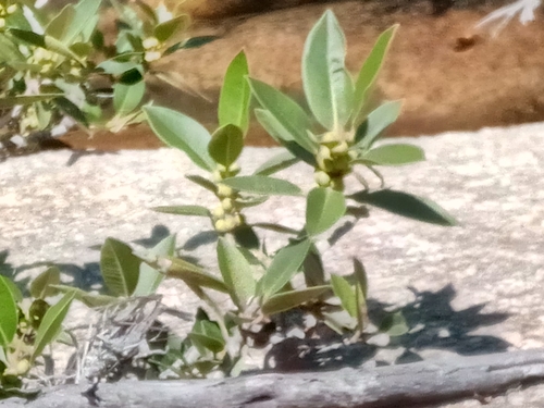 Ficus menabeensis