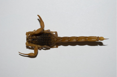 Aegaeobuthus gibbosus