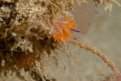 Flabellina