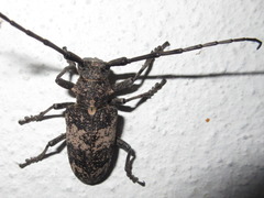 Lamiomimus gottschei