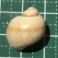 Notocochlis gualteriana