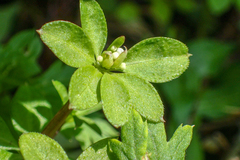 Galium echinocarpum