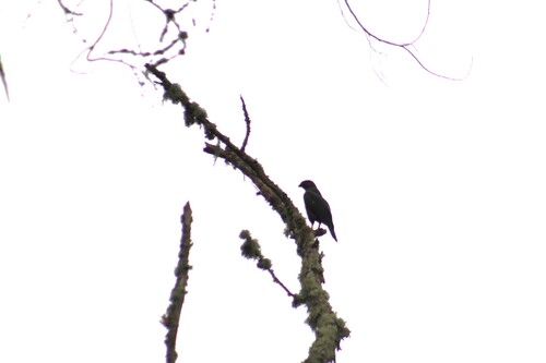 White-rumped Hawk (Parabuteo leucorrhous), photo 6