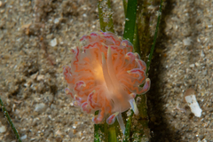 Phyllodesmium poindimiei