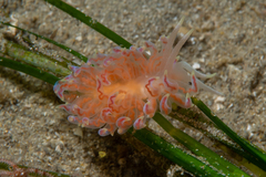 Phyllodesmium poindimiei