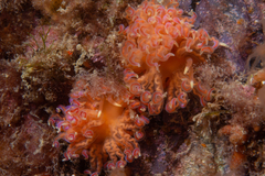 Phyllodesmium poindimiei