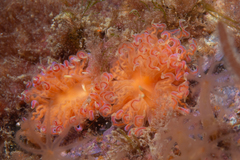 Phyllodesmium poindimiei