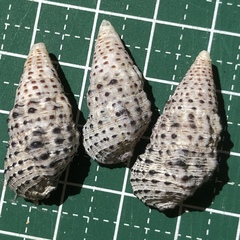 Clypeomorus batillariaeformis