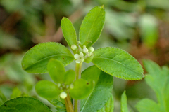 Galium echinocarpum