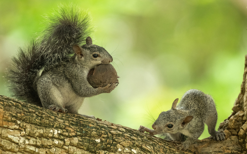 Yucatán Squirrel, Leandro Valle, Mérida, Yuc., Mexico, photo 8 of 10