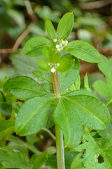 Galium echinocarpum