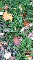 Scorzoneroides autumnalis