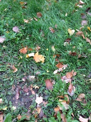 Scorzoneroides autumnalis
