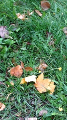Scorzoneroides autumnalis