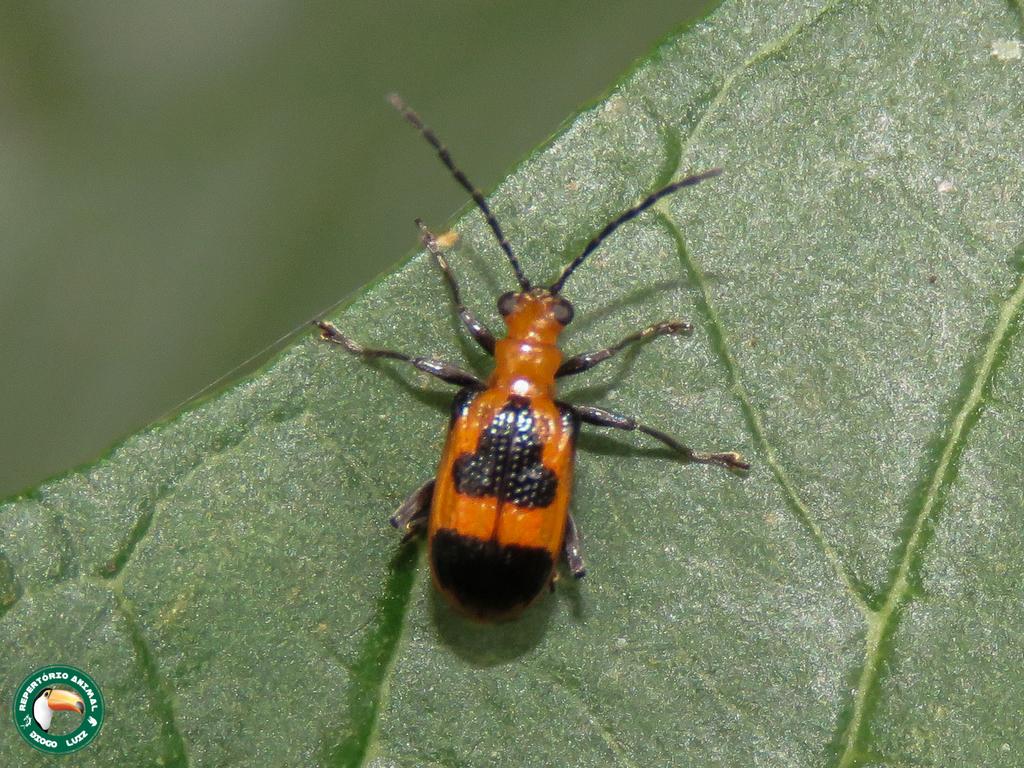 Neolema dorsalis