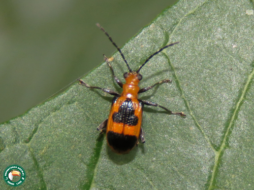 Neolema dorsalis