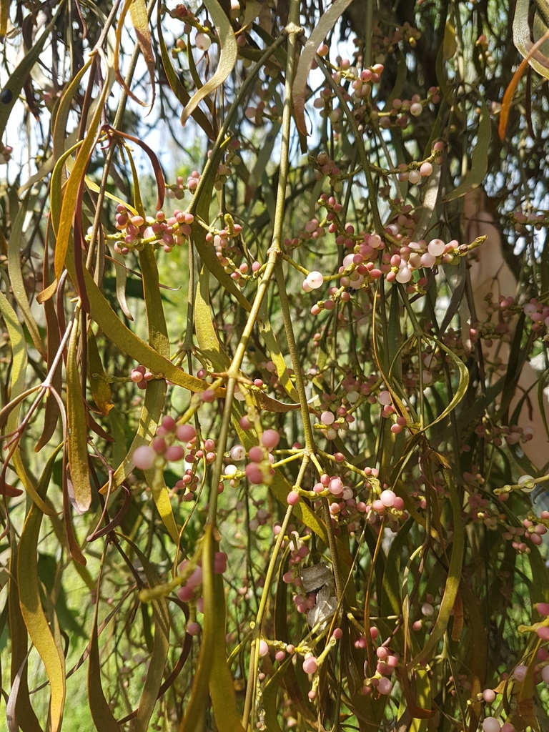 Phoradendron ensifolium